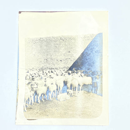 1903 Original Sepia Photograph Flock of Sheep at Hacienda Tetillas Zacatecas AC7