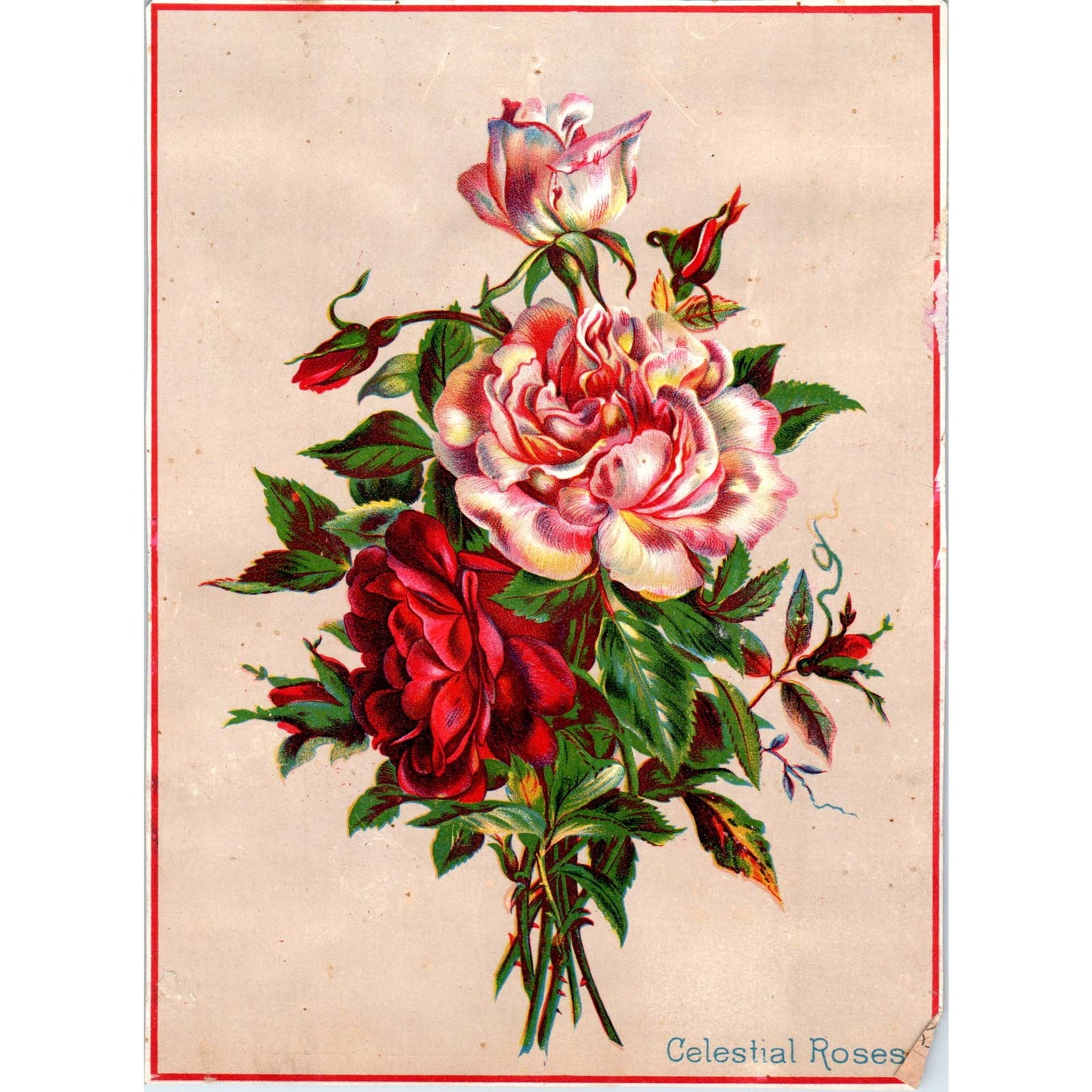 1880s Victorian Trade Card Celestial Roses SF2