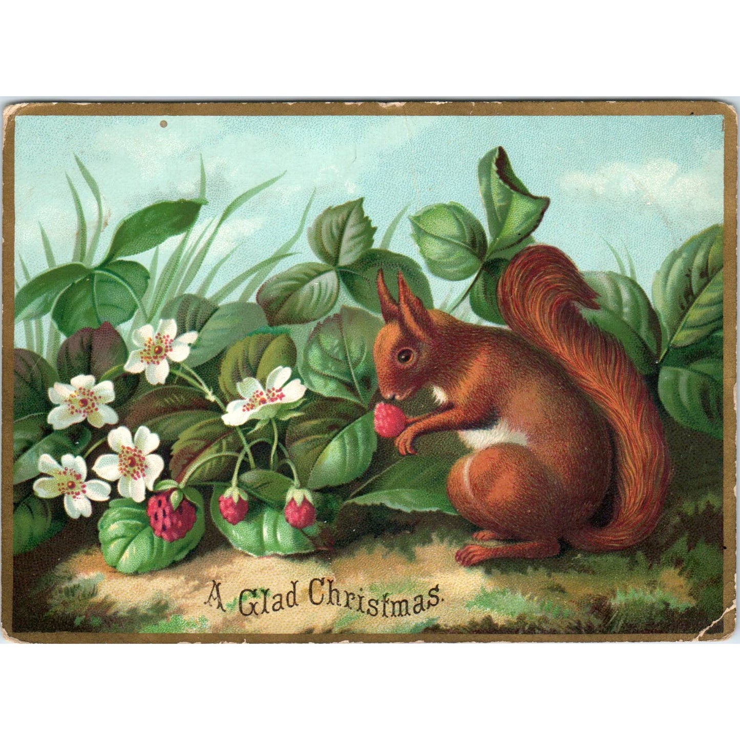 Antique Christmas Card - A Glad Christmas Squirrel Eating Raspberries SE3-3