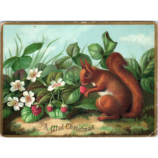 Antique Christmas Card - A Glad Christmas Squirrel Eating Raspberries AE6-SF1