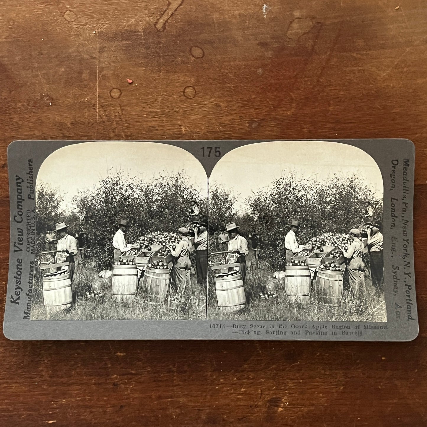 Packing Apples Ozark Apple Region Missouri Antique Stereoview Card H2-2