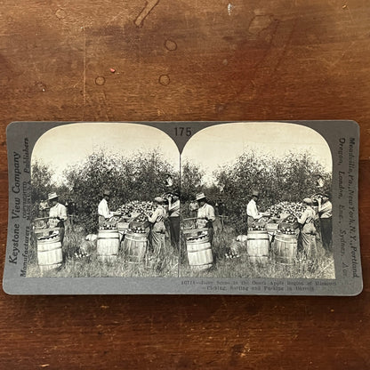 Packing Apples Ozark Apple Region Missouri Antique Stereoview Card H2-2