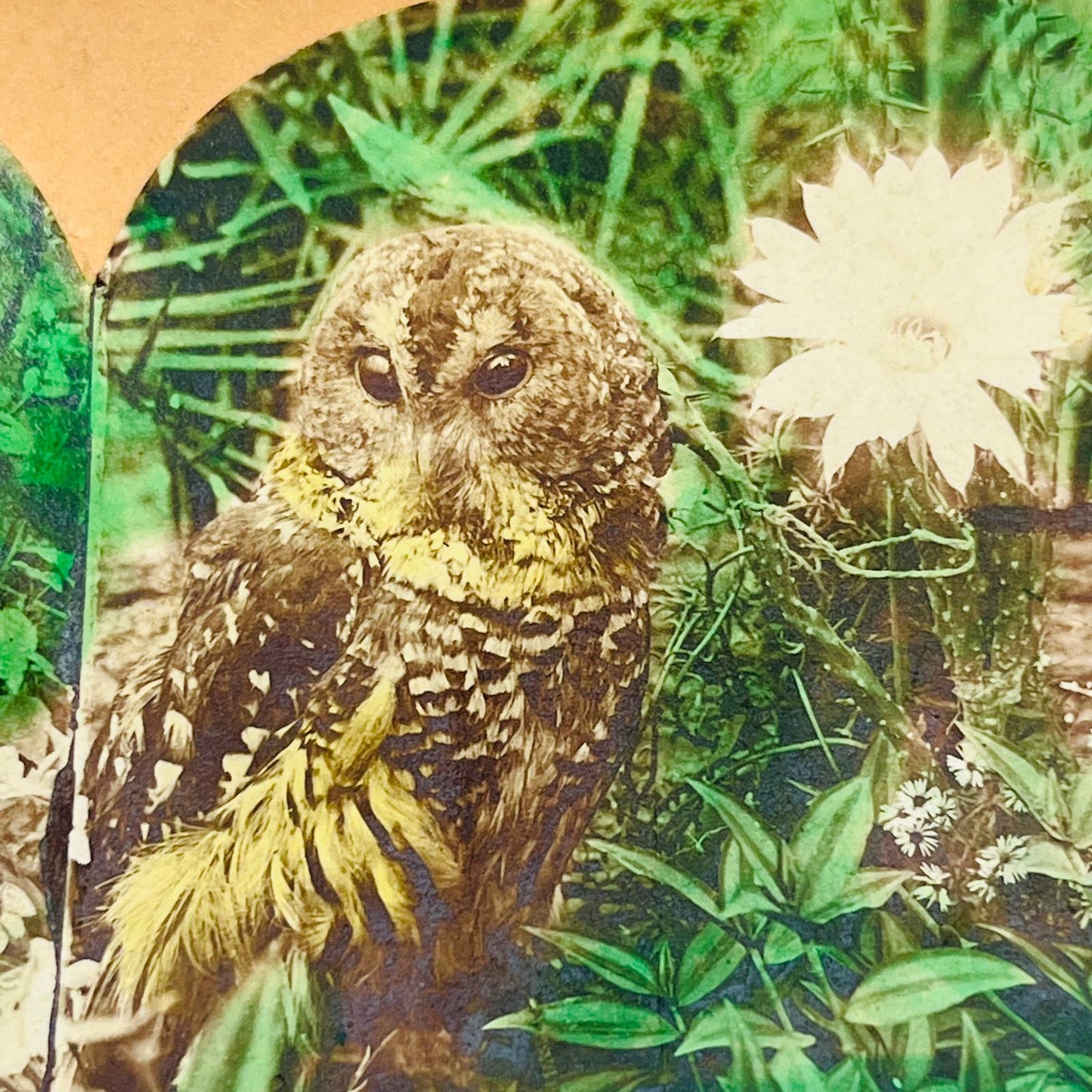1900 Stereoview Card Hand Tinted Owl and Flowers