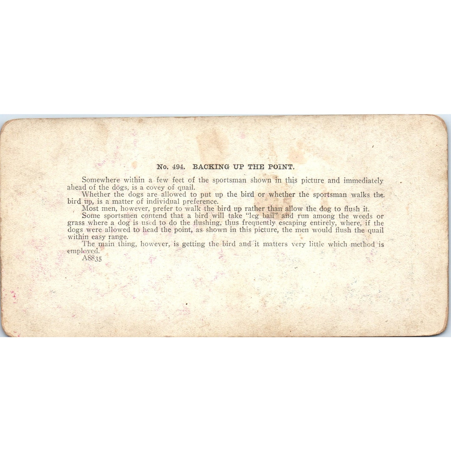 Hunting Dogs Spaniels Backing Up the Point - Antique Stereoview Card H3-2