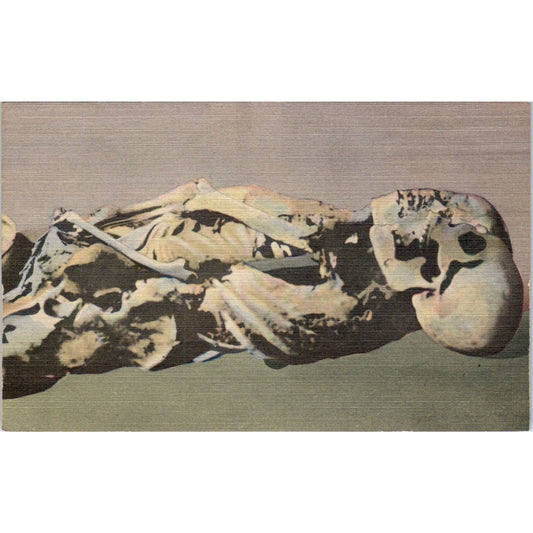 Cliff Dwellers Bodies Museum Manitou Springs Skeleton Halloween Postcard TK1-28