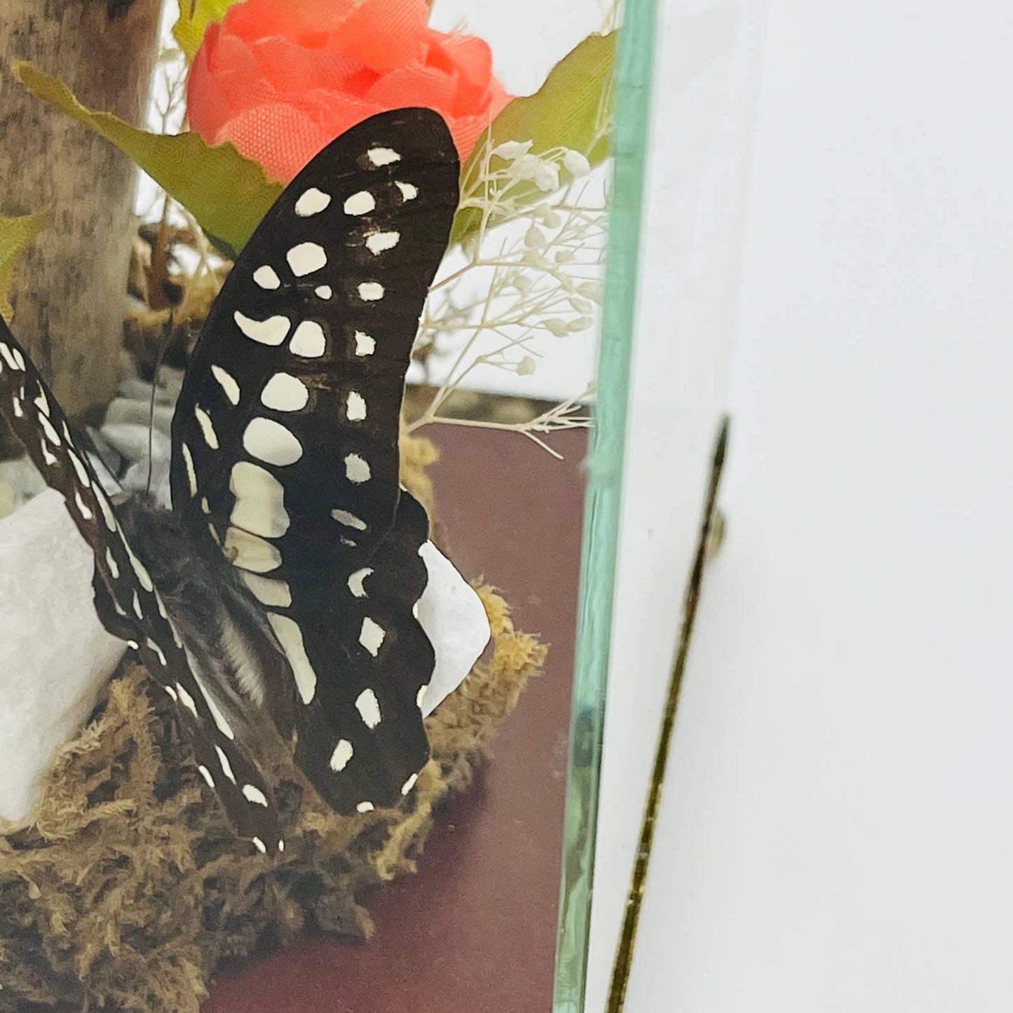 Vintage Taxidermy Butterfly Mounted Glass Box Terrarium Price Products 4.5” TD5