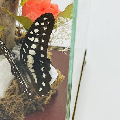 Vintage Taxidermy Butterfly Mounted Glass Box Terrarium Price Products 4.5” TD5