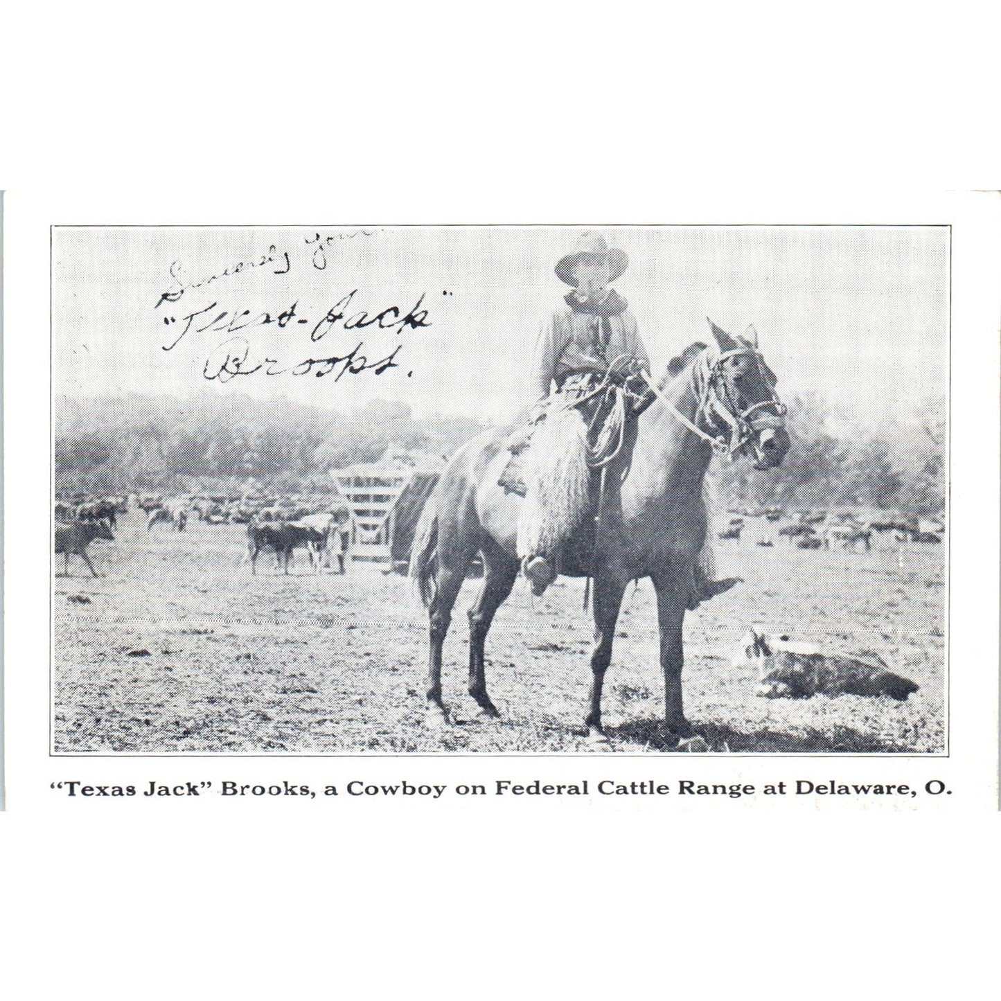 Vintage Postcard Texas Jack Brooks Federal Cattle on Range at Delaware Ohio TD9