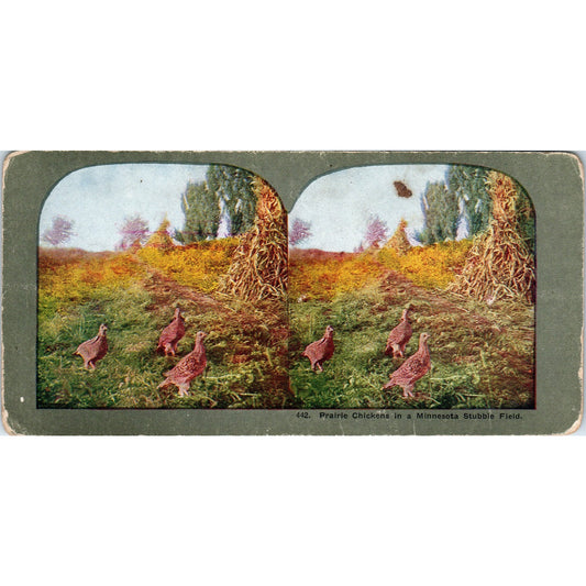 Prairie Chickens in a Minnesota Stubble Field - Antique Stereoview Card H3-2