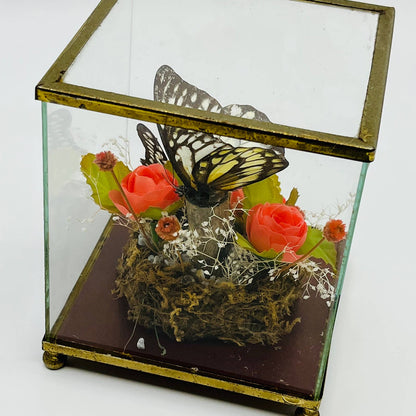 Vintage Taxidermy Butterfly Mounted Glass Box Terrarium Price Products 4.5” TD5