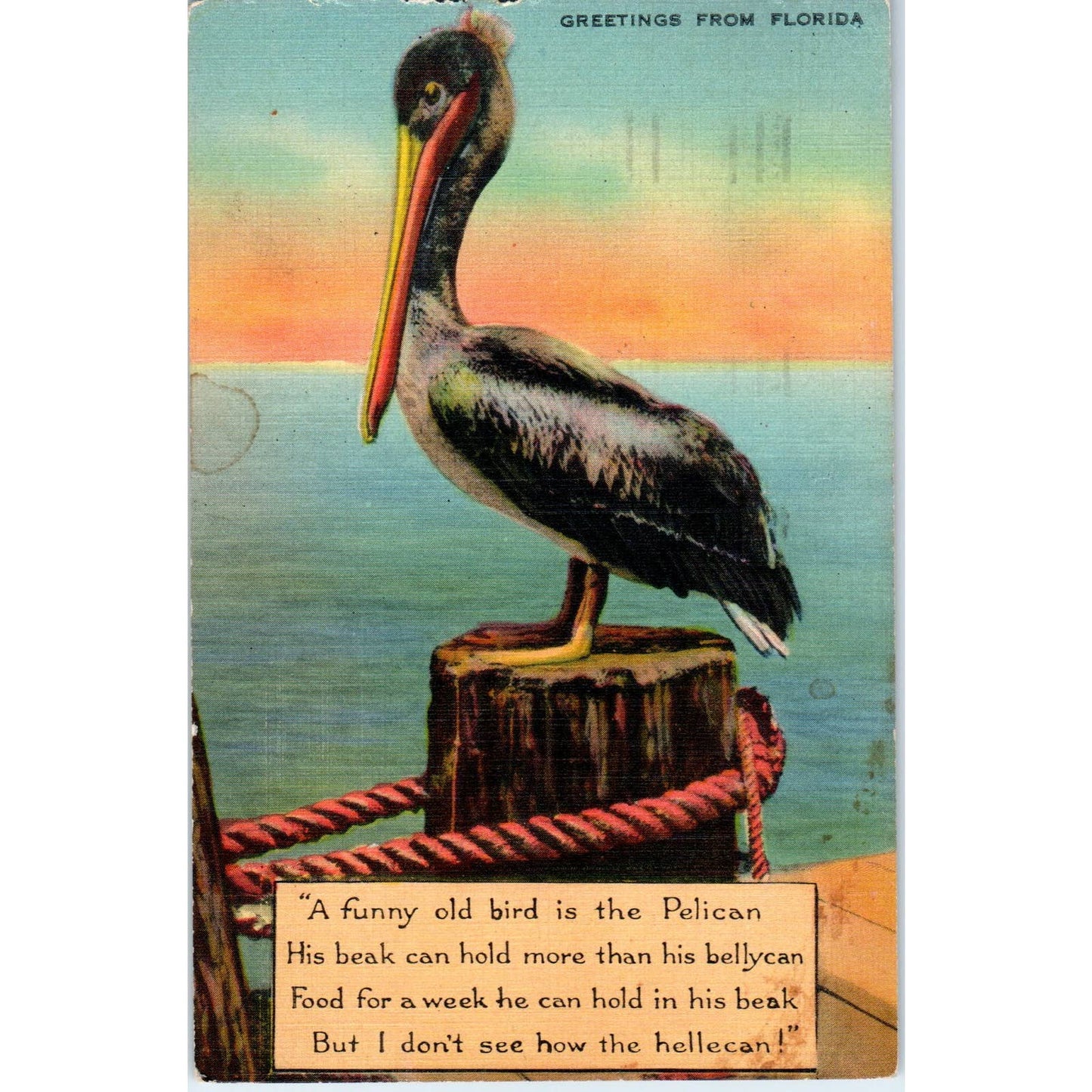 Florida Pelican 1939 Original Postcard TK1-P1