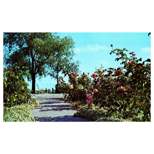 Vintage Postcard - Strongbow Turkey Farm & Inn AAA Valparaiso Indiana TJ6-1