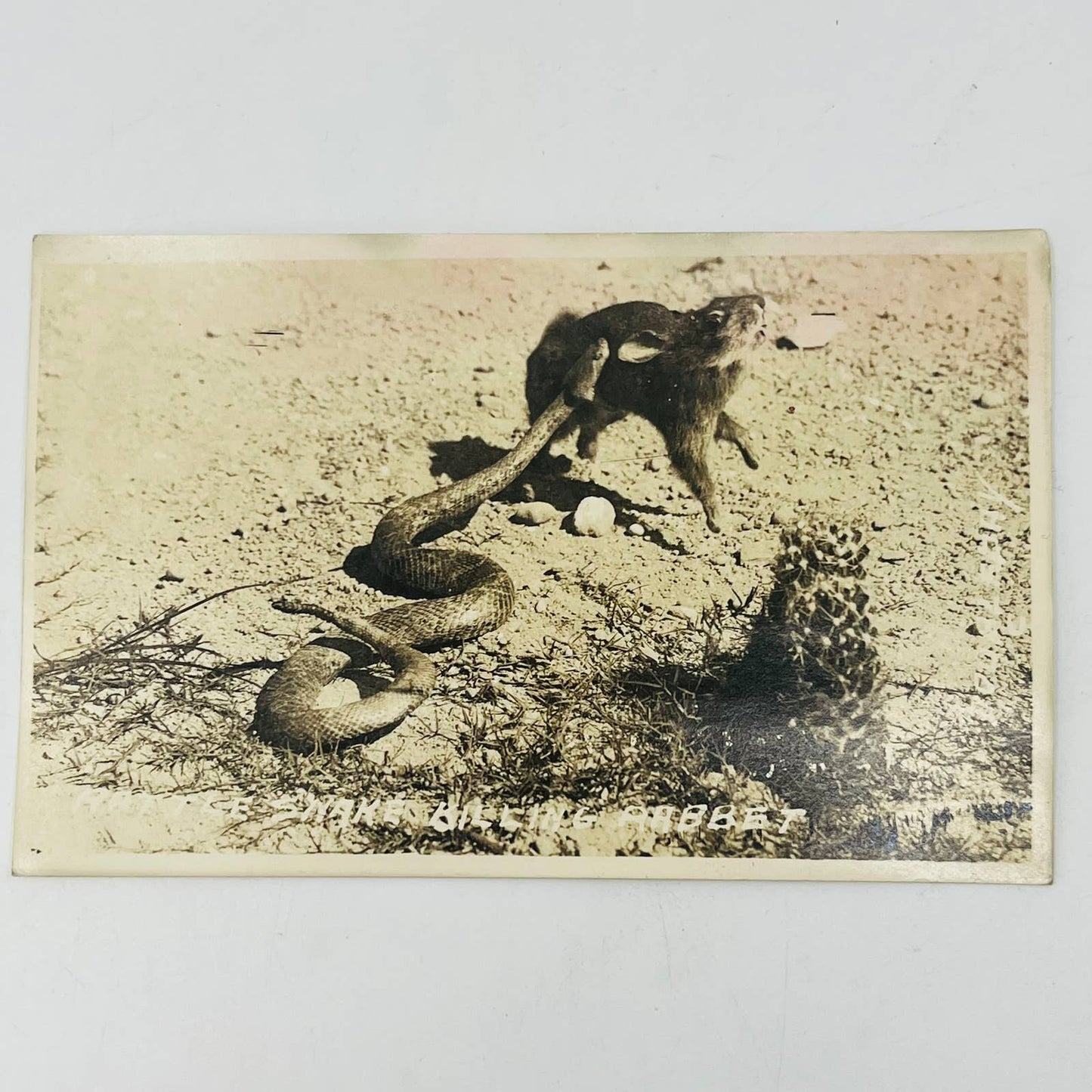 RPPC Rattlesnake Killing Rabbit Snake Hare Doubleday Unused Postcard PA1