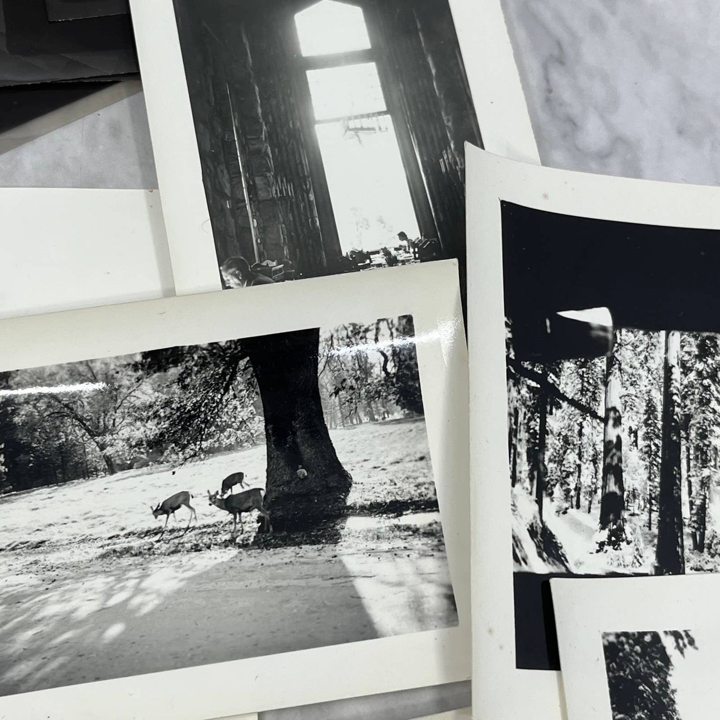 1939 Collection of Photos & Negatives of Yellowstone Park in the Winter TJ9-PG6