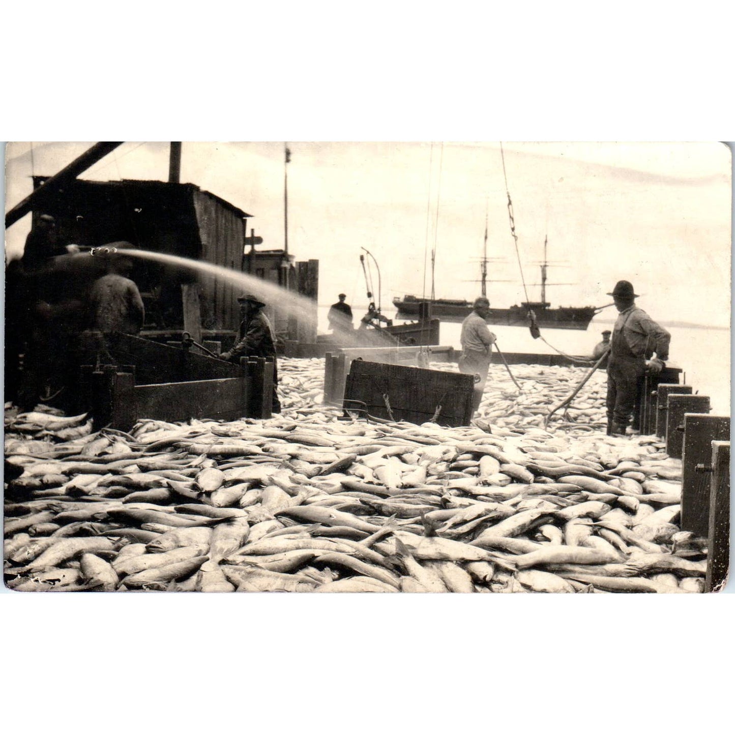 1922 Nushagak Cannery Fisherman Alaska Original Postcard TK1-30