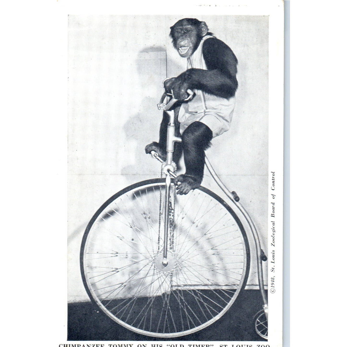 Chimpanzee on Pennyfarthing Bicycle St. Louis Zoo 1948 Original Postcard TJ9-P1