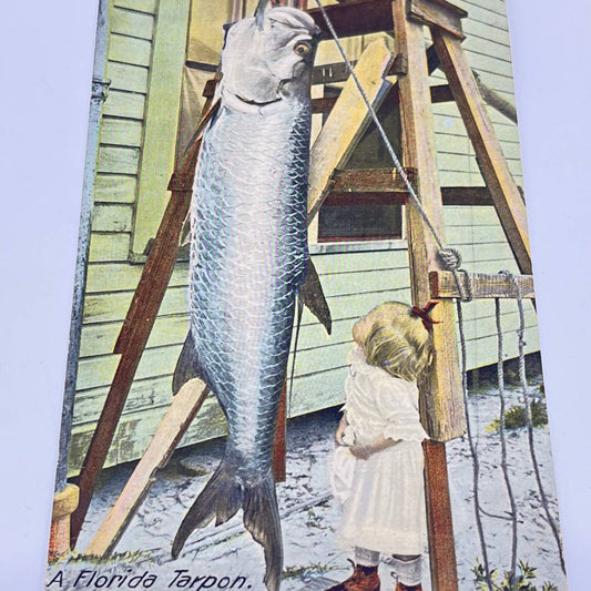 1910s Post Card Young Girl Looking at Large Florida Tarpon Fish SC9