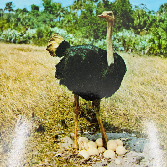 Set of 2 Vintage MCM Jumbo Florida Postcards Ostrich Boca Raton 9 x 6.5”  C7