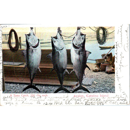 A Tuna Catch Fishing Fish 1907 Original Postcard PB1