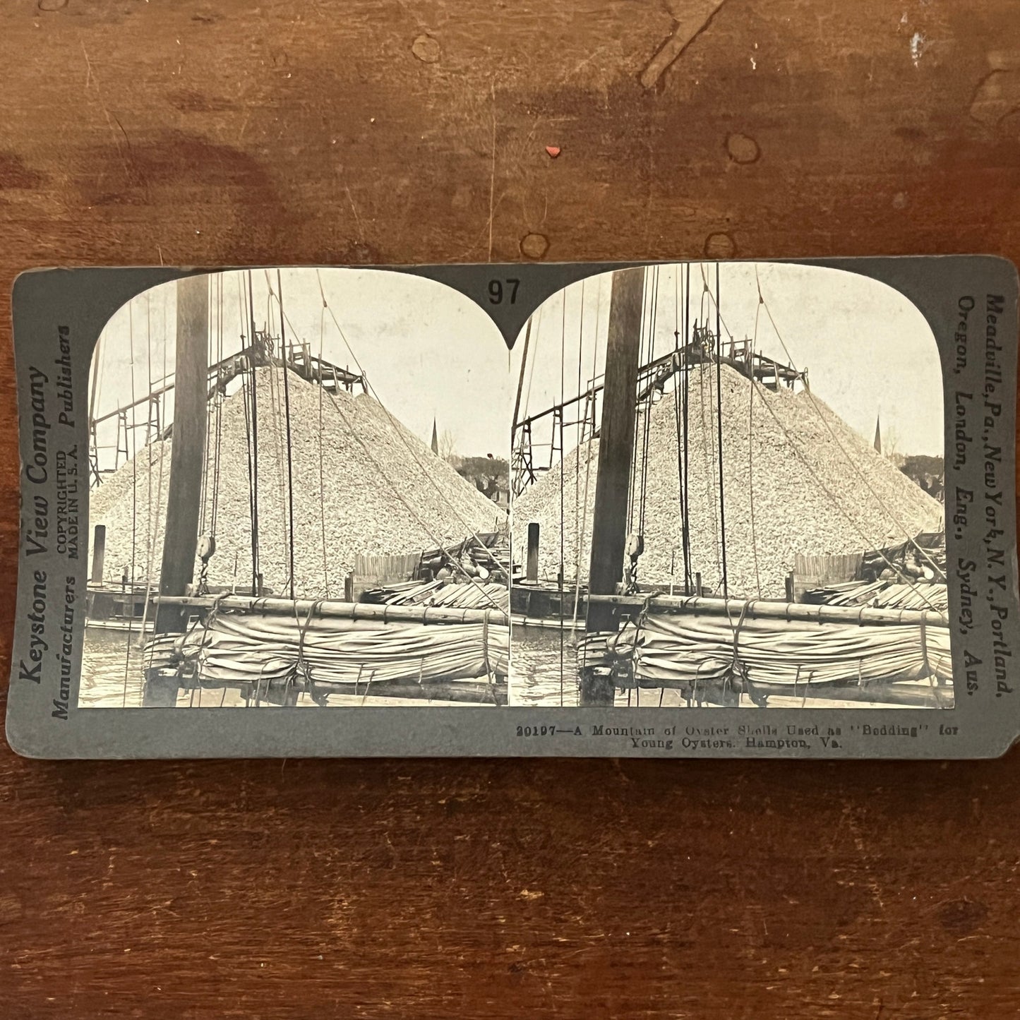 Oyster Shells Used as Bedding for Young Oysters Hampton Stereoview Card H2-2