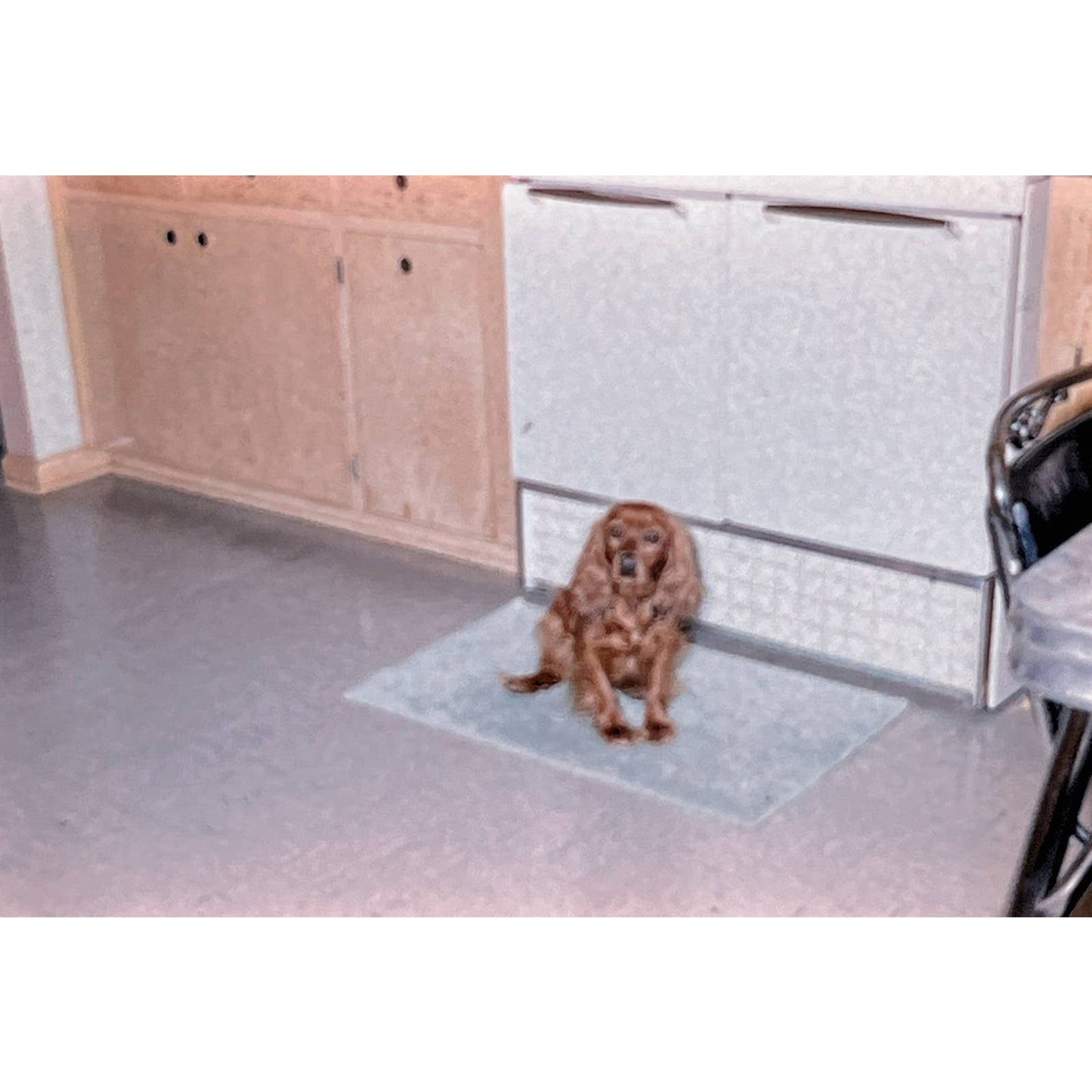 1965 Original Color Slide Brown Cocker Spaniel Dog Set of 2 2x2 TK2-S4-26