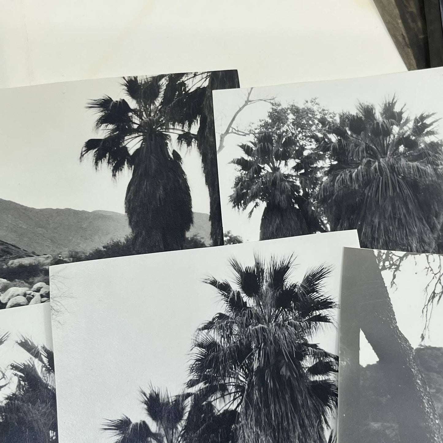 c1935 Collection of Photos & Negatives of Palm Springs Nature Landscapes TJ9-PG1