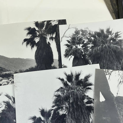 c1935 Collection of Photos & Negatives of Palm Springs Nature Landscapes TJ9-PG1