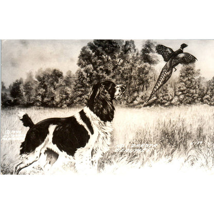 1946 Minnesota Beauties English Springer Spaniel Pheasant RPPC Postcard TJ9-P1