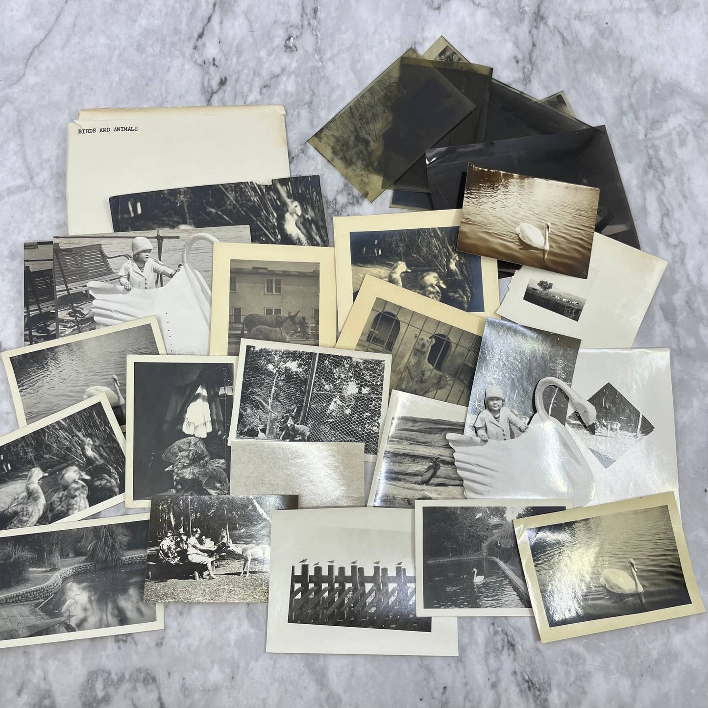 1920s Collection of Photos & Negatives of Birds and Animals TJ9-PG4