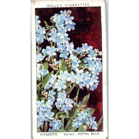 1930s Wills's Cigarette Card Garden Flowers #31 Myosotis SE5