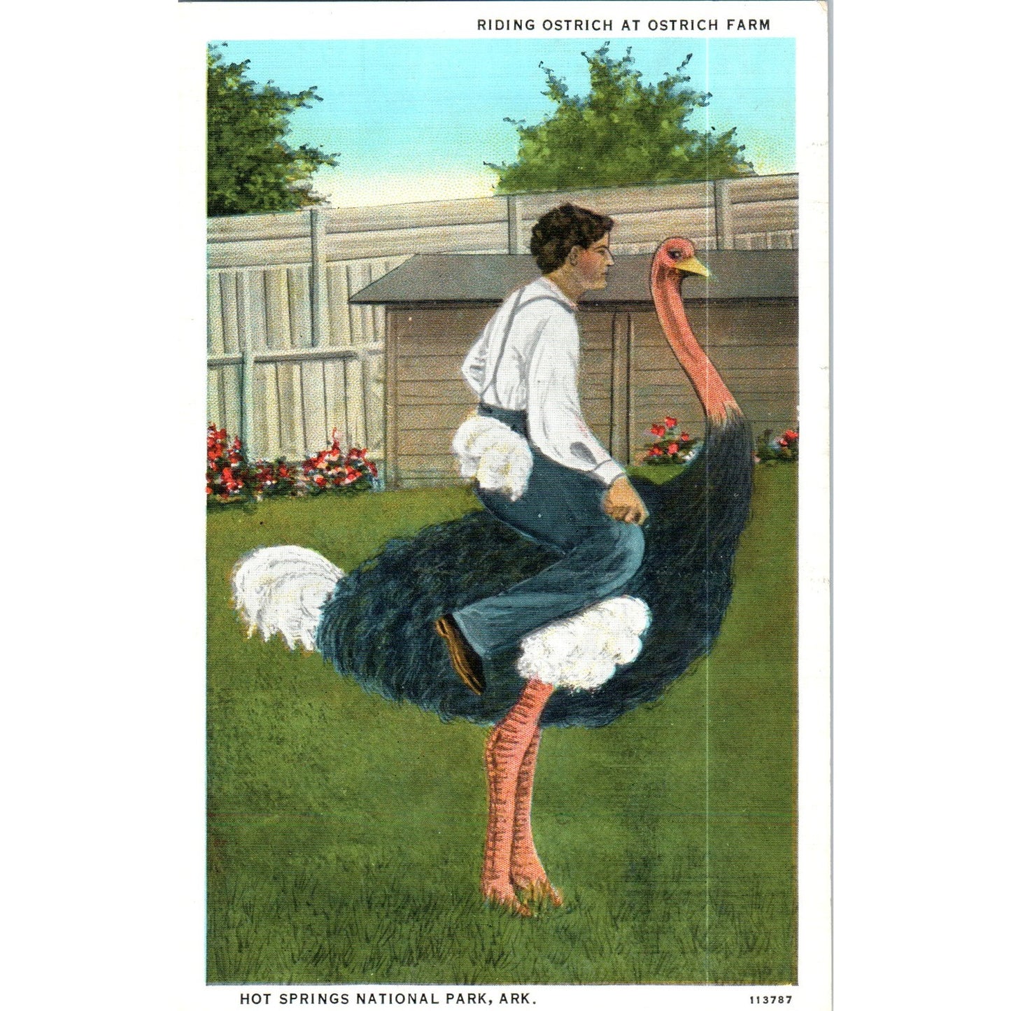 Riding an Ostrich Farm Hot Springs National Park AR Original Postcard P2-4