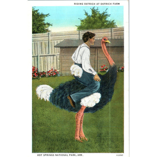 Riding an Ostrich Farm Hot Springs National Park AR Original Postcard P2-4