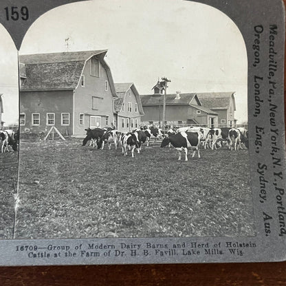 H.B. Favill Farm Holstein Cattle Lake Mills WI Antique Stereoview Card TJ9-V1