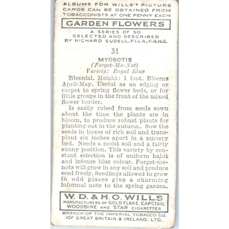 1930s Wills's Cigarette Card Garden Flowers #31 Myosotis SE5