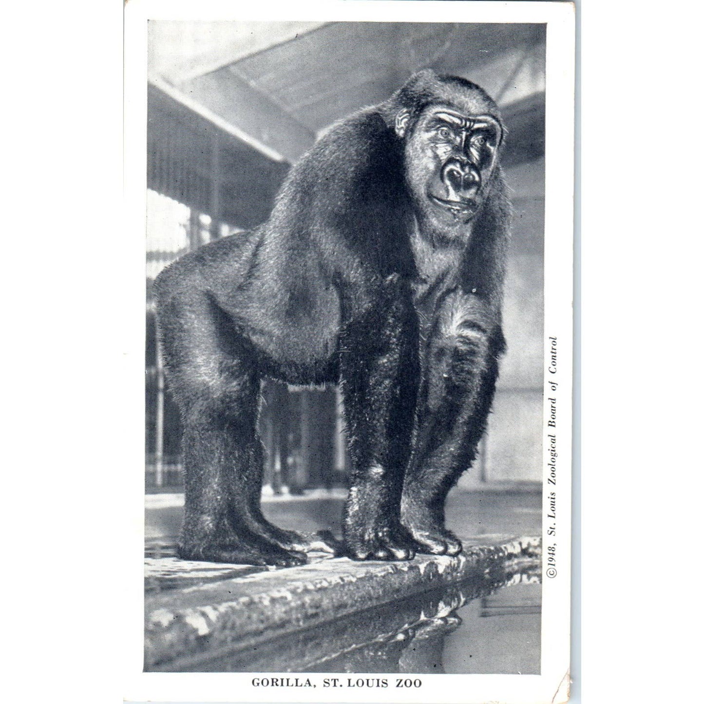 Gorilla, St. Louis Zoo 1940s - Original Postcard TJ9-P1