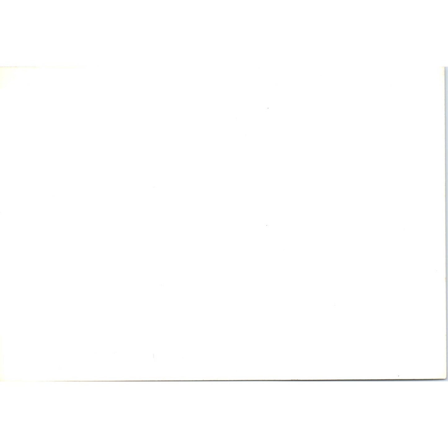 c1970 Original Photograph Man With Wild Sea Lion 5x7 AD6