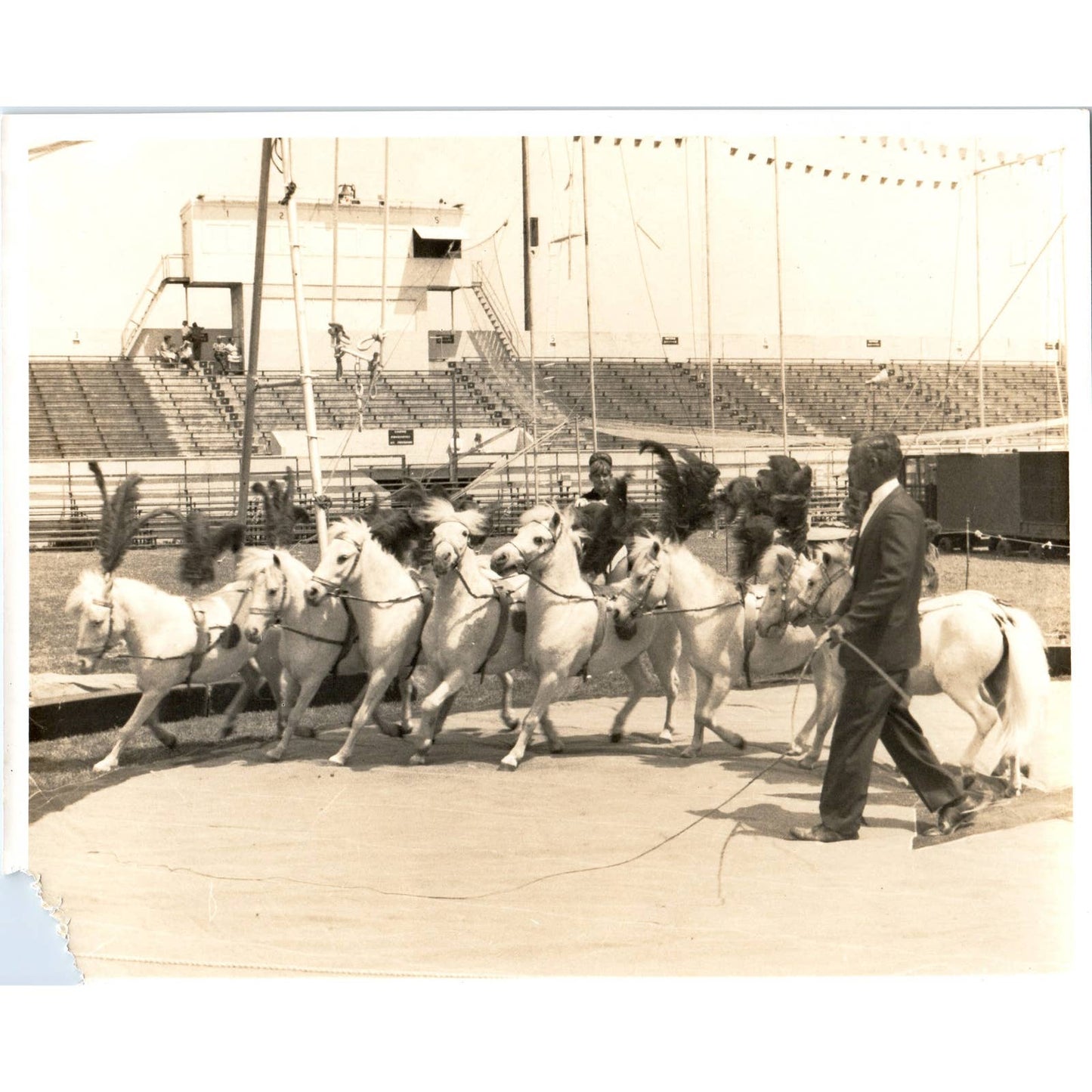 Vintage 8x10 Original Photograph Circus Pony and Horse Show AD4
