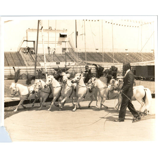 Vintage 8x10 Original Photograph Circus Pony and Horse Show AD4