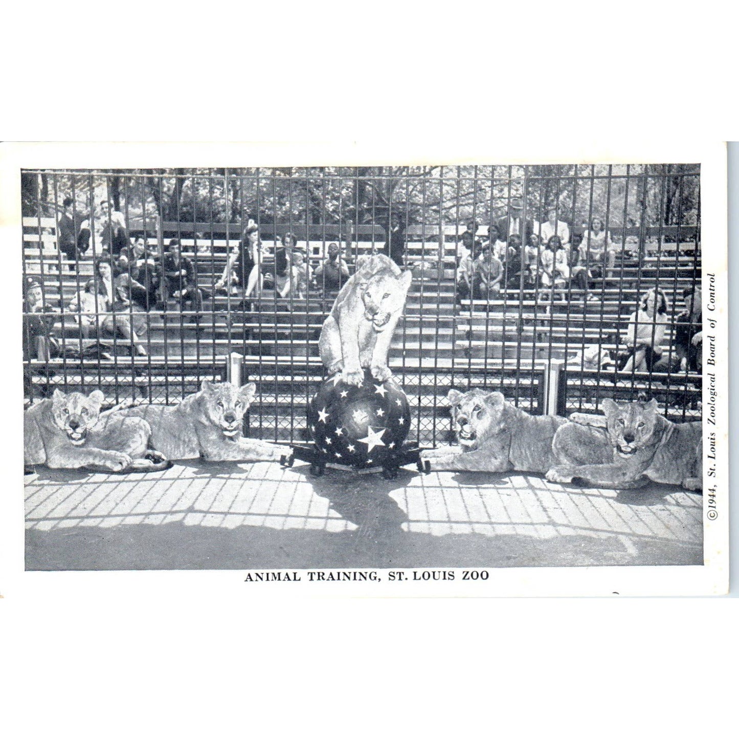 Lions Training on Ball St. Louis Zoo 1948 - Original Postcard TJ9-P1