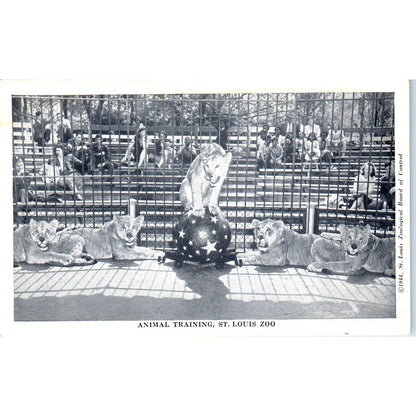 Lions Training on Ball St. Louis Zoo 1948 - Original Postcard TJ9-P1