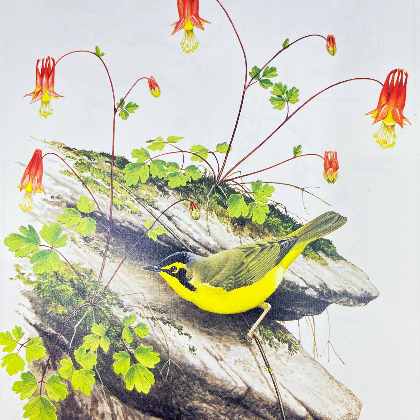 Vintage Art Print The Kentucky Warbler Chuck Ripper 8.5 x 11 AA8