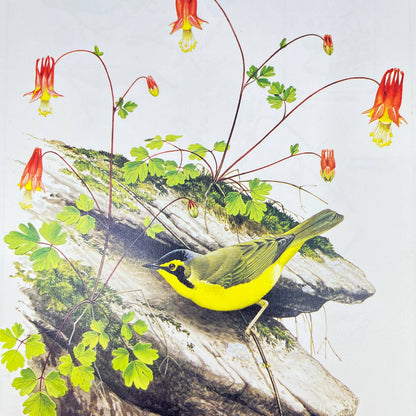 Vintage Art Print The Kentucky Warbler Chuck Ripper 8.5 x 11 AA8