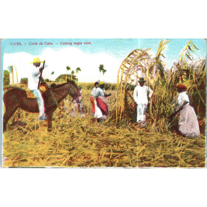 Cutting Sugar Cane Aux Galeries Lafayette Havana Cuba Original Postcard TK1-P16