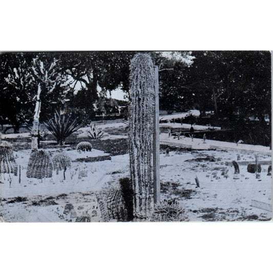 Cactus at Lake Worth Florida c1910 Original Postcard TK1-24
