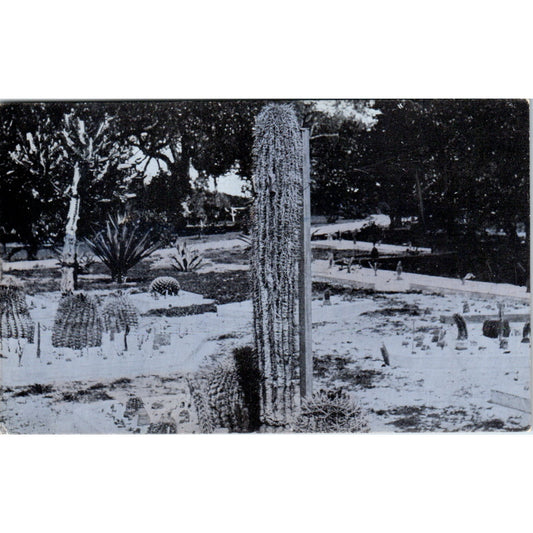 Cactus at Lake Worth Florida c1910 Original Postcard P1-13