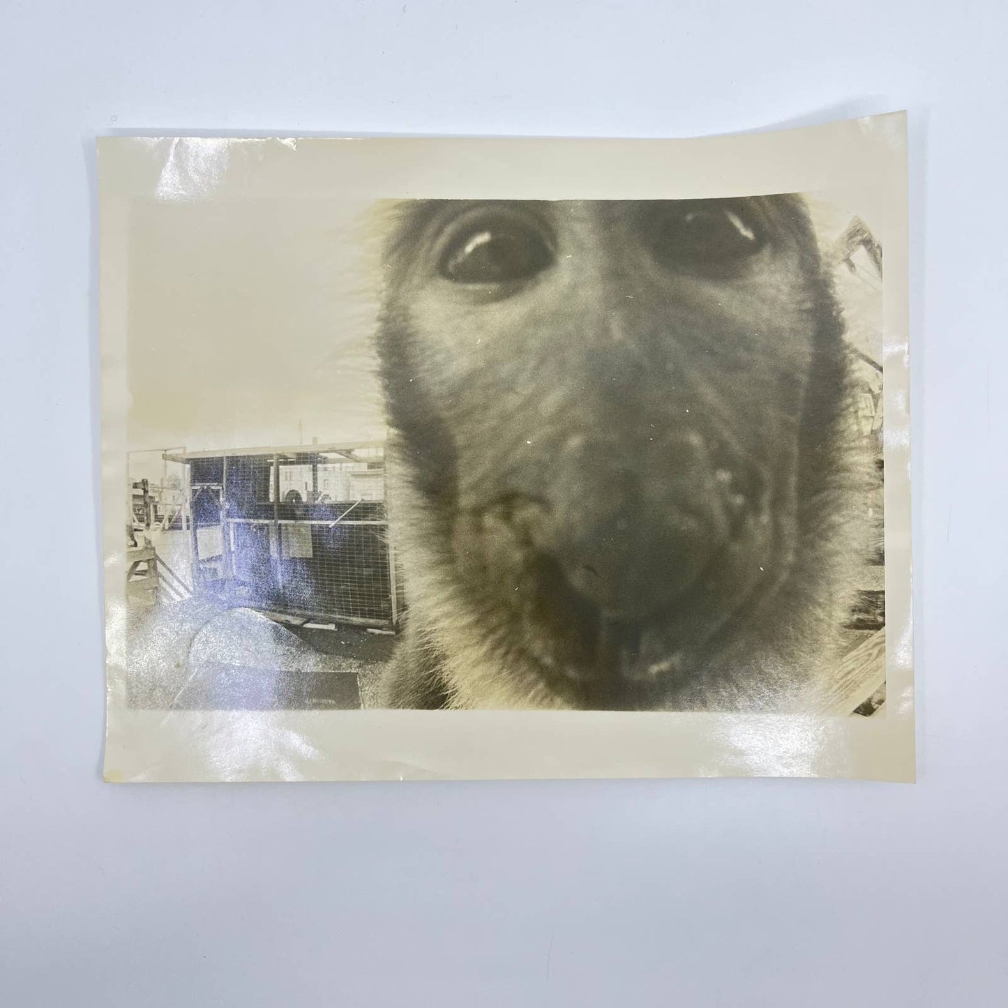 Vintage Large Black and White Closeup Photo of Monkey 8x10 AA7