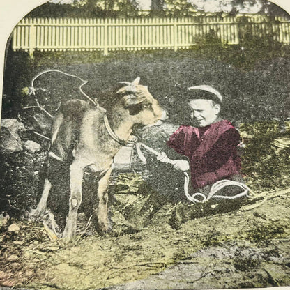 c1890 Lot of 6 Stereoview Cards VICTORIAN CHILDREN WITH ANIMALS PETS TA7-14