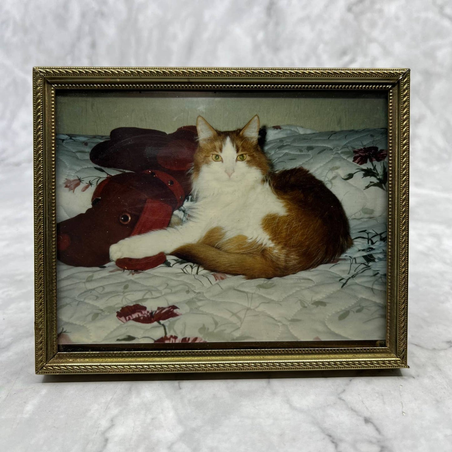 Vintage Fluffy Orange and White Cat Picture in Frame 4x5” TB6