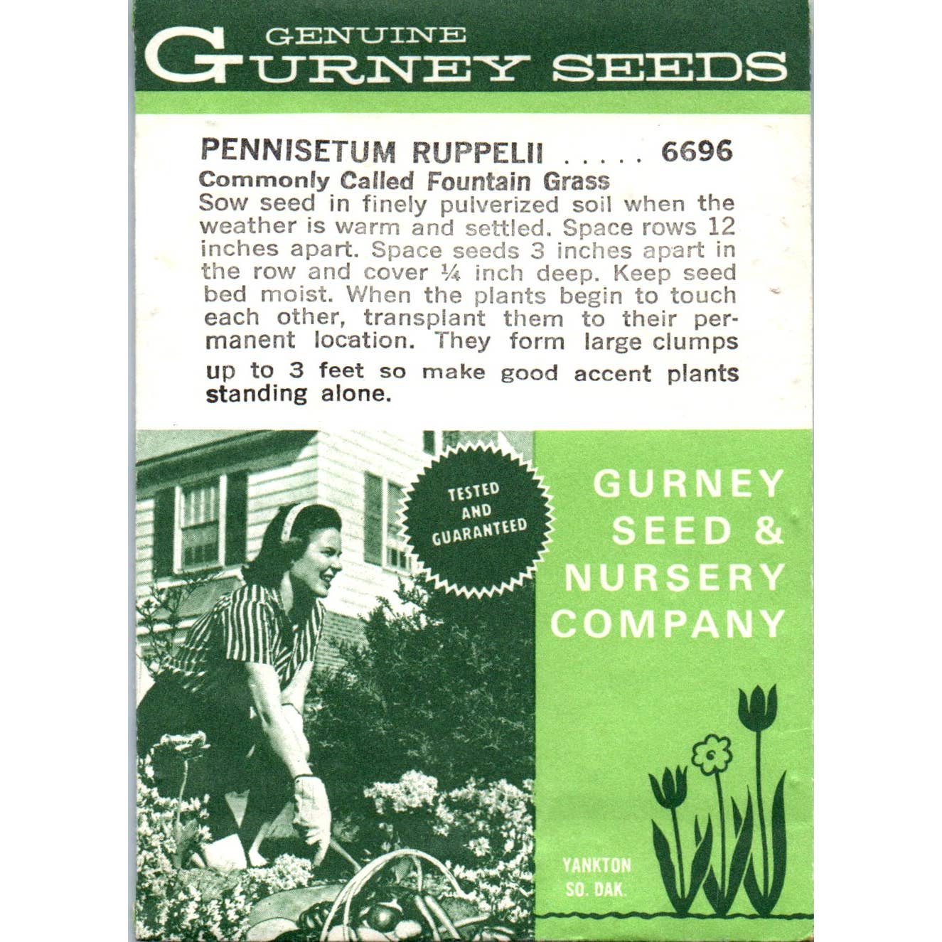 Vintage UNOPENED Seed Packet Gurney Seeds Pennisetum Ruppelii Fountain Grass SE5