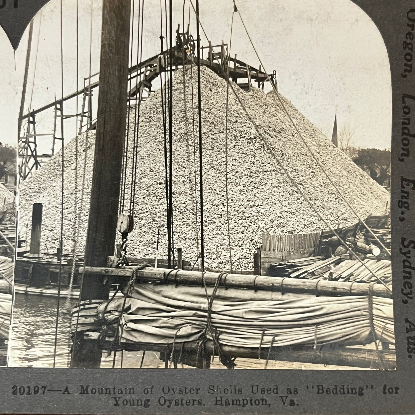 Oyster Shells Used as Bedding for Young Oysters Hampton Stereoview Card H2-2